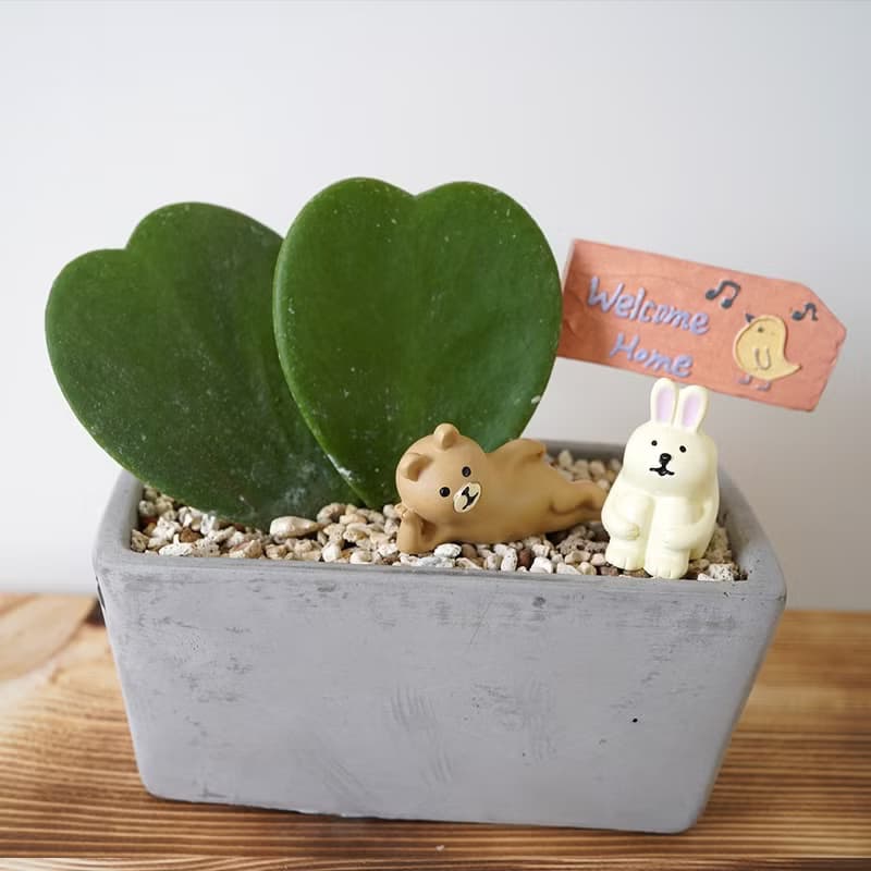 【竒植花物】心型毬蘭盆栽 生日禮 情人球蘭 情人節禮物