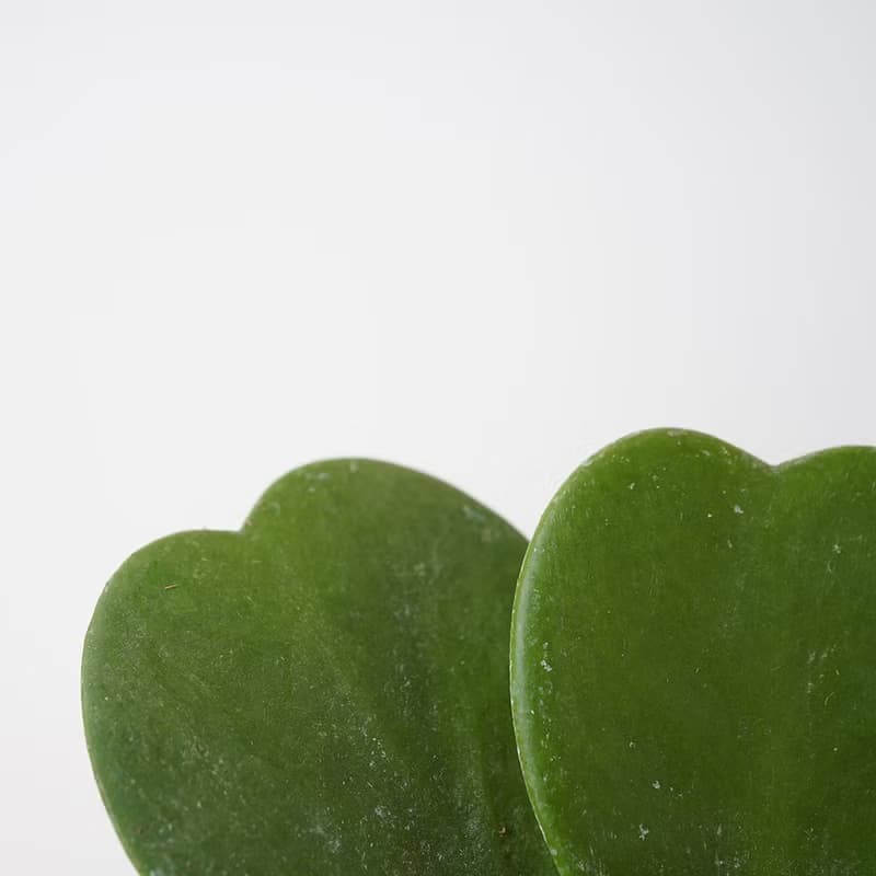 【竒植花物】心型毬蘭盆栽 生日禮 情人球蘭 情人節禮物