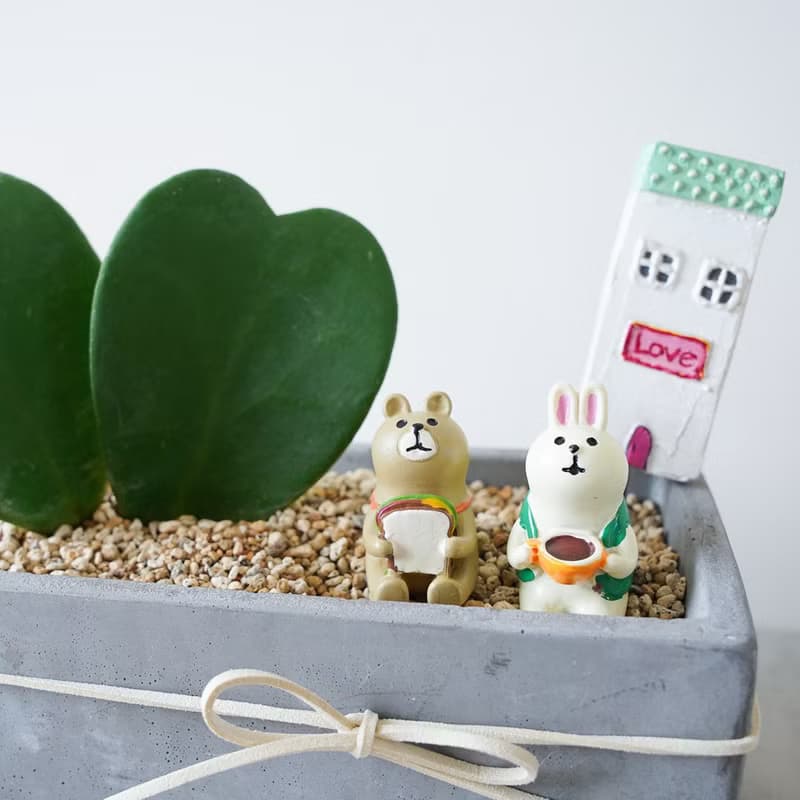 【竒植花物】心型毬蘭盆栽 生日禮 情人球蘭 情人節禮物