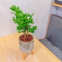 茉莉花 水泥盆栽 落地盆栽 小高木腳水泥盆栽 開幕送禮 喬遷禮物