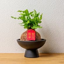 鳳尾蕨苔球 苔球植物 苔玉 室內植物 辦公室植物 交換禮物