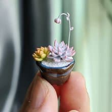 微縮黏土毛漢尼石蓮花多肉盆栽