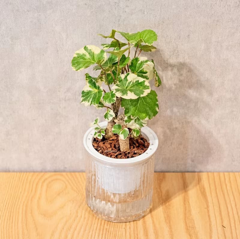 白雪福祿桐 簡約風懶人盆器 花盆 透明自動吸水盆
