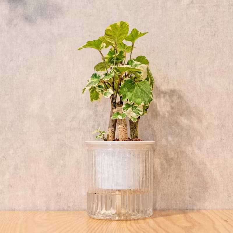 白雪福祿桐 簡約風懶人盆器 花盆 透明自動吸水盆