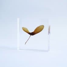 1.5cm厚切型片狀標本 紅葉種子