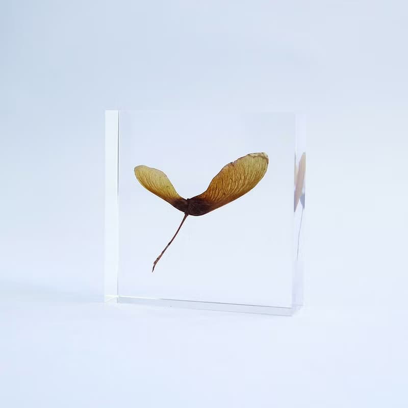 1.5cm厚切型片狀標本 紅葉種子