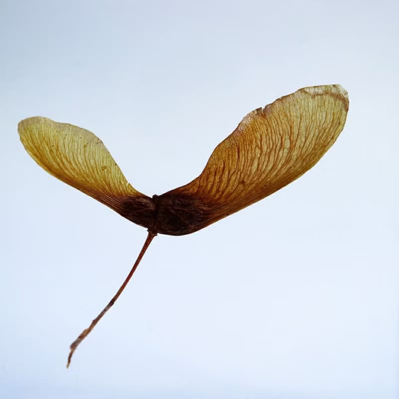 1.5cm厚切型片狀標本 紅葉種子