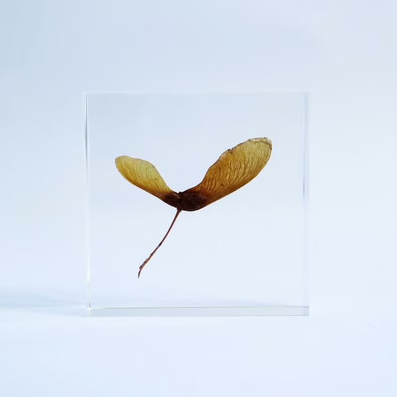 1.5cm厚切型片狀標本 紅葉種子