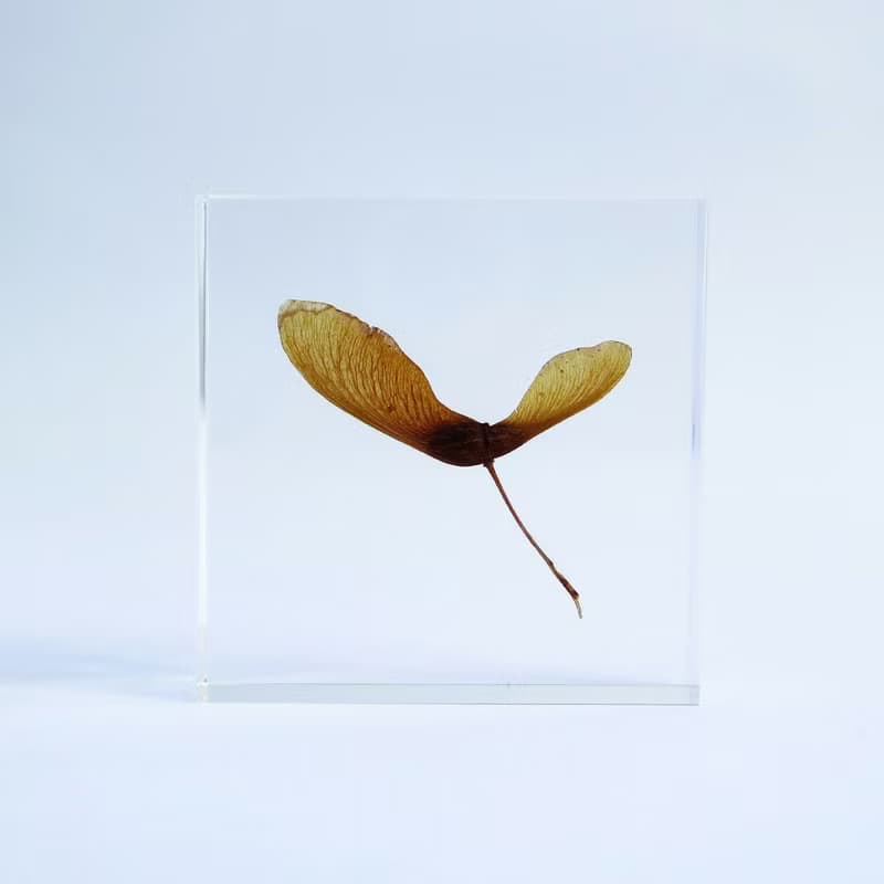 1.5cm厚切型片狀標本 紅葉種子