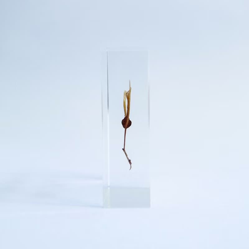 1.5cm厚切型片狀標本 紅葉種子