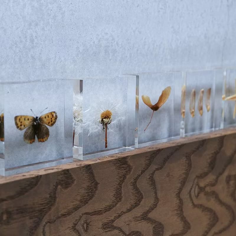 1.5cm厚切型片狀標本 紅葉種子