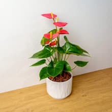 火鶴 流線白陶盆栽 開幕盆栽推薦 桌上盆栽 送禮