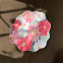 百日草大淺盤系列