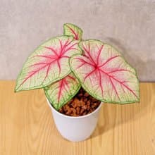 白皇后 彩葉芋 日式塑陶盆 室內植物 觀葉植物 禮物 辦公室小物