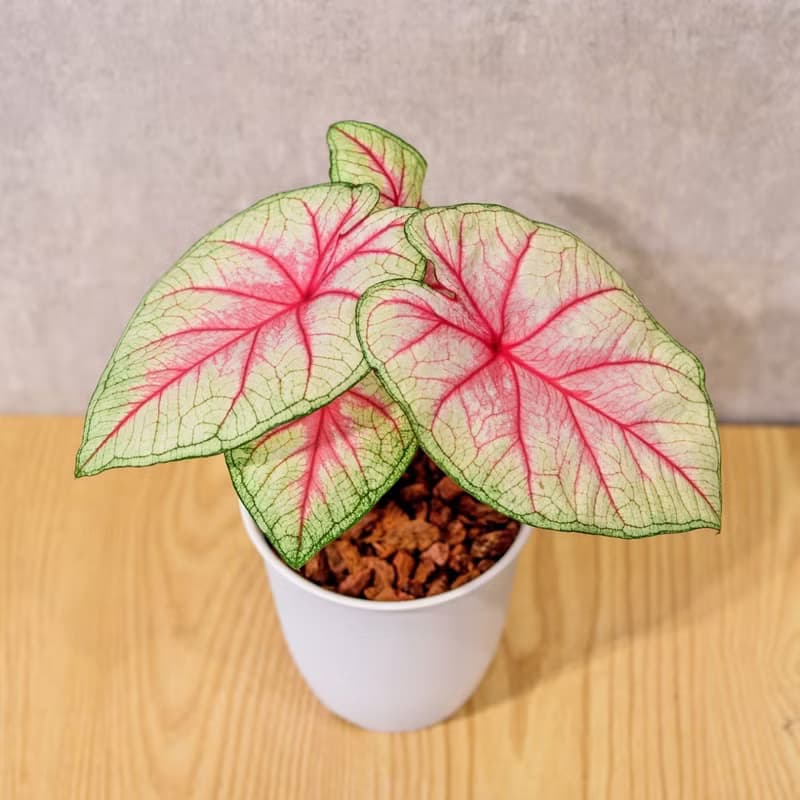 白皇后 彩葉芋 日式塑陶盆 室內植物 觀葉植物 禮物 辦公室小物