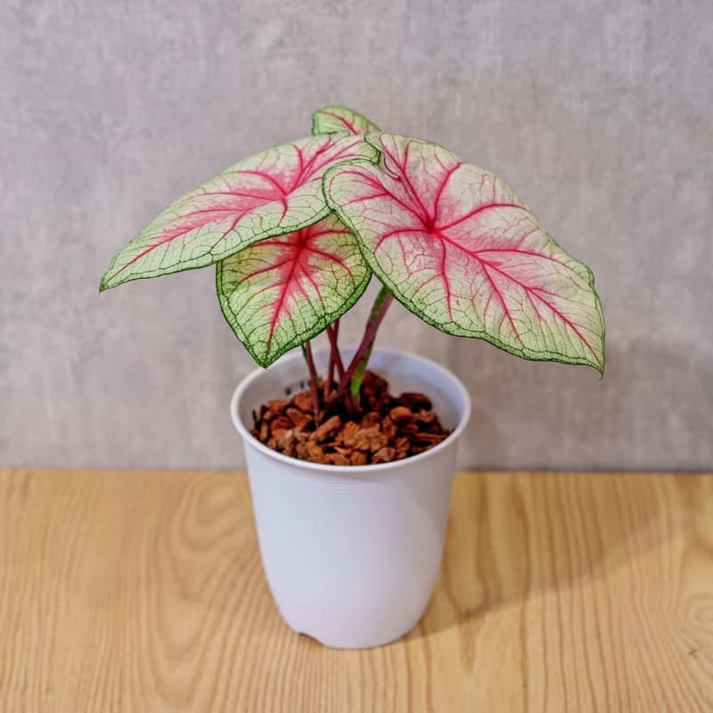 白皇后 彩葉芋 日式塑陶盆 室內植物 觀葉植物 禮物 辦公室小物