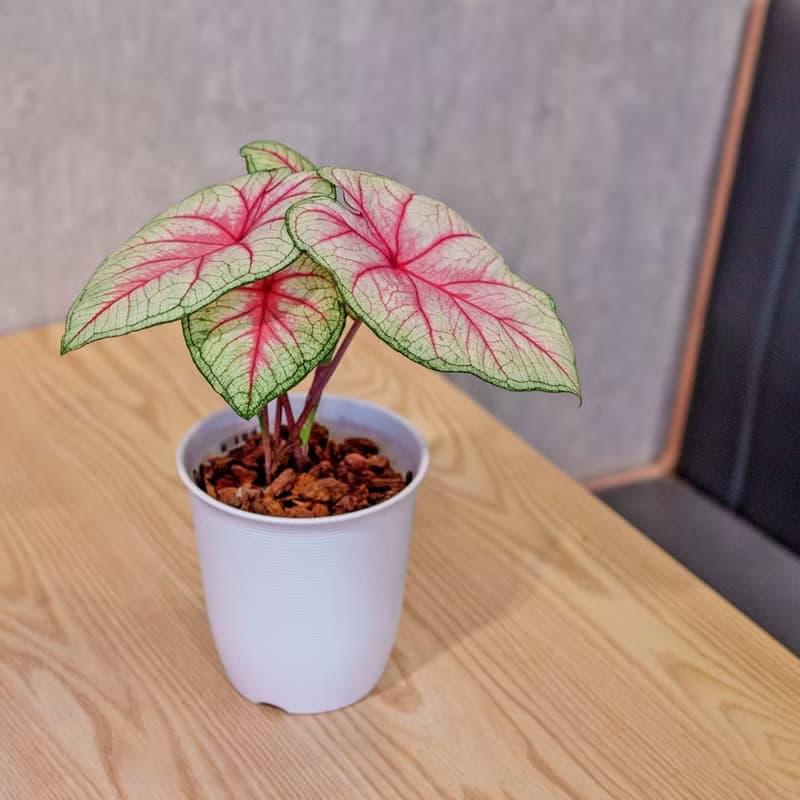 白皇后 彩葉芋 日式塑陶盆 室內植物 觀葉植物 禮物 辦公室小物