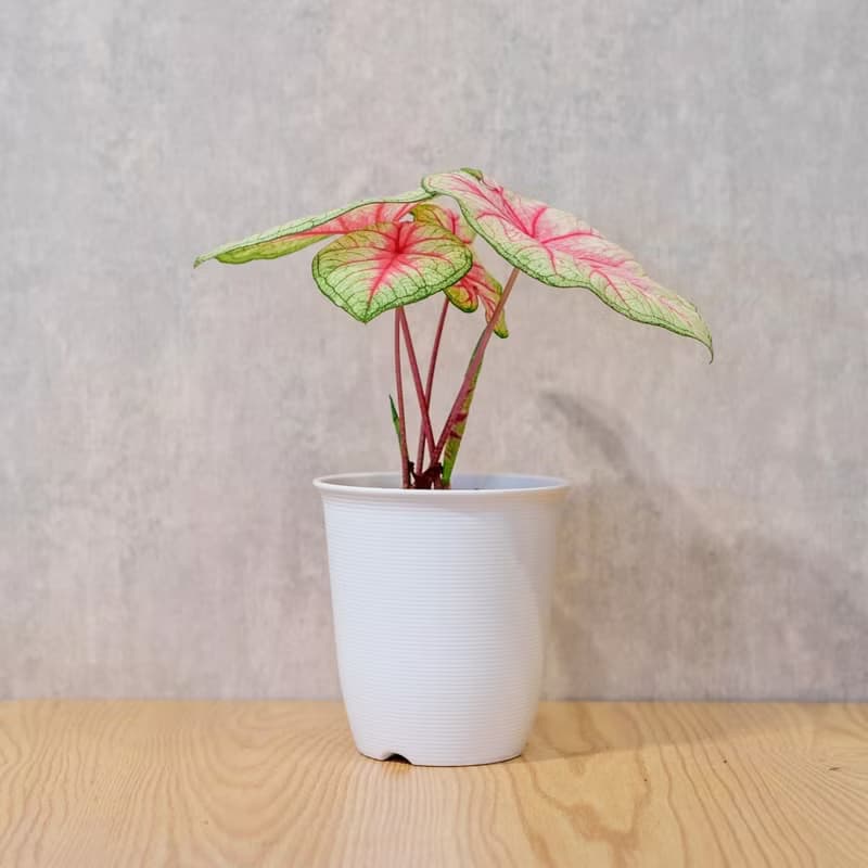 白皇后 彩葉芋 日式塑陶盆 室內植物 觀葉植物 禮物 辦公室小物