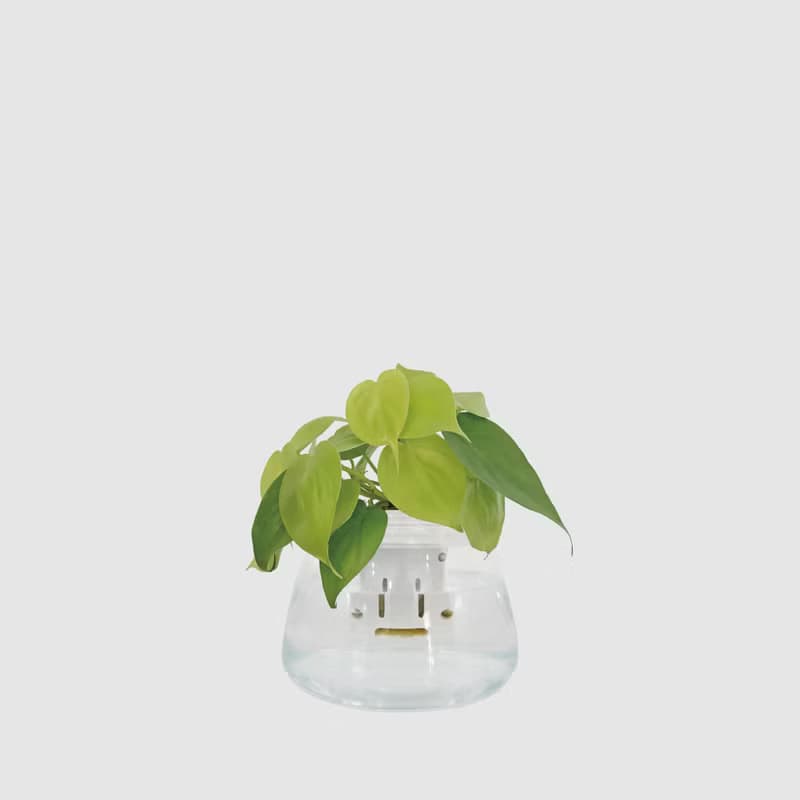 │ 玻璃系列 │ 心葉蔓綠絨 - 廚浴植物 水耕盆栽 空氣淨化