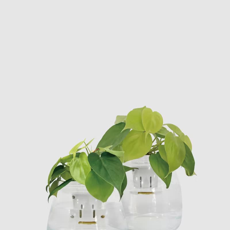 │ 玻璃系列 │ 心葉蔓綠絨 - 廚浴植物 水耕盆栽 空氣淨化