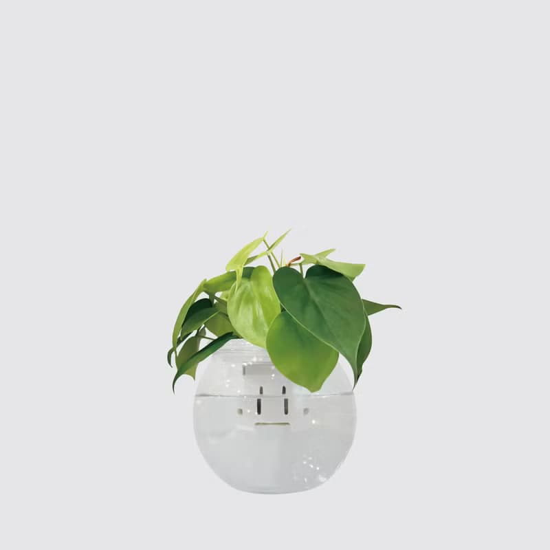 │ 玻璃系列 │ 心葉蔓綠絨 - 廚浴植物 水耕盆栽 空氣淨化