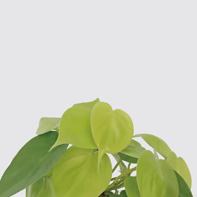 │ 玻璃系列 │ 心葉蔓綠絨 - 廚浴植物 水耕盆栽 空氣淨化