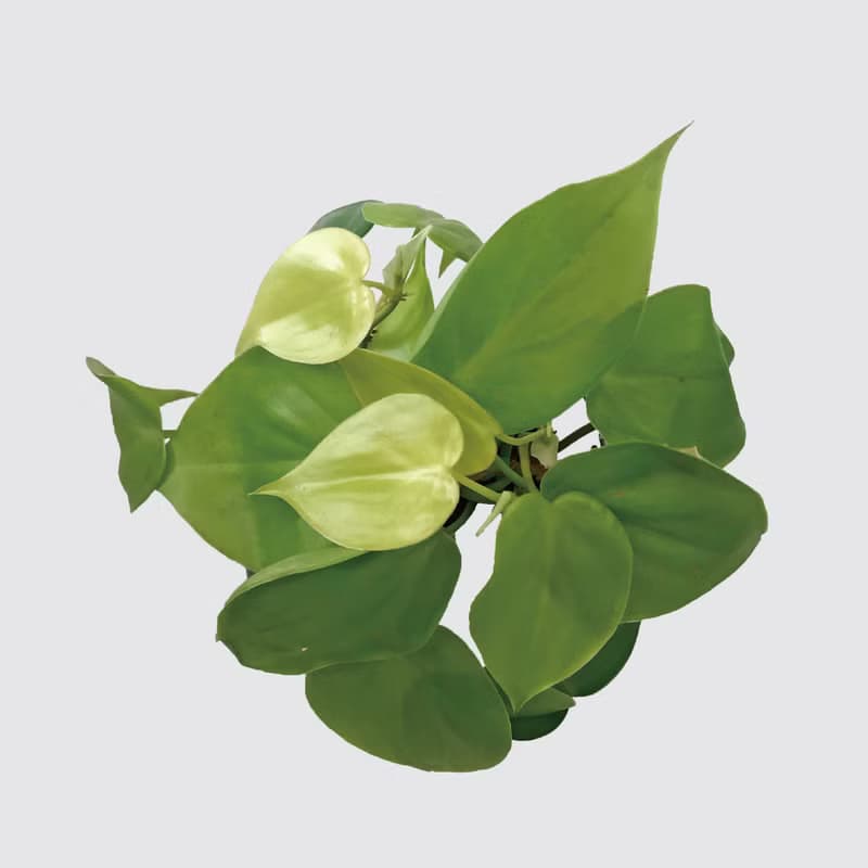 │ 玻璃系列 │ 心葉蔓綠絨 - 廚浴植物 水耕盆栽 空氣淨化