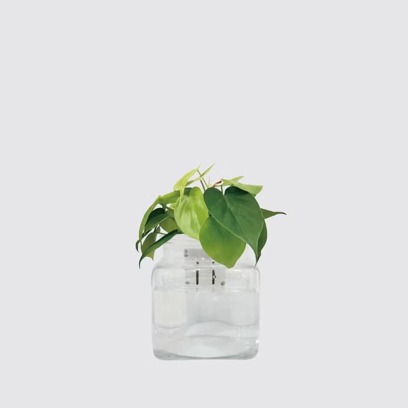 │ 玻璃系列 │ 心葉蔓綠絨 - 廚浴植物 水耕盆栽 空氣淨化