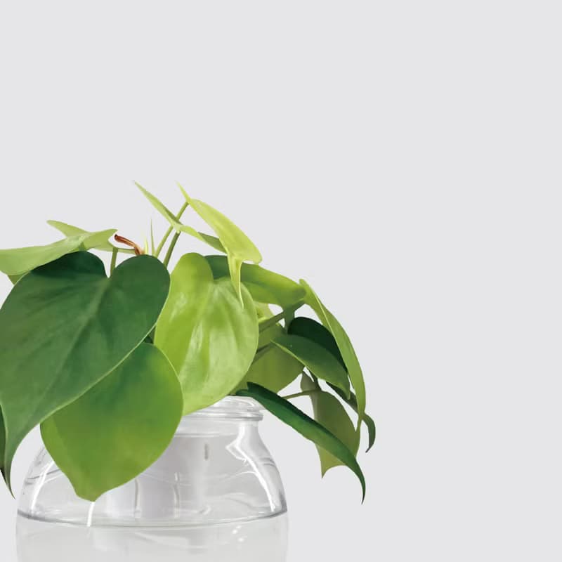 │ 玻璃系列 │ 心葉蔓綠絨 - 廚浴植物 水耕盆栽 空氣淨化