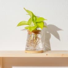陽光葛 三角水耕盆栽 室內植物 觀葉植物 禮物 水培