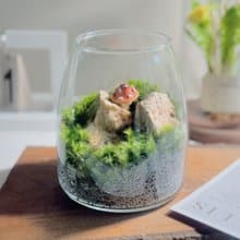 【微景觀】Mogu 苔蘚缸.生態缸.造景.景觀