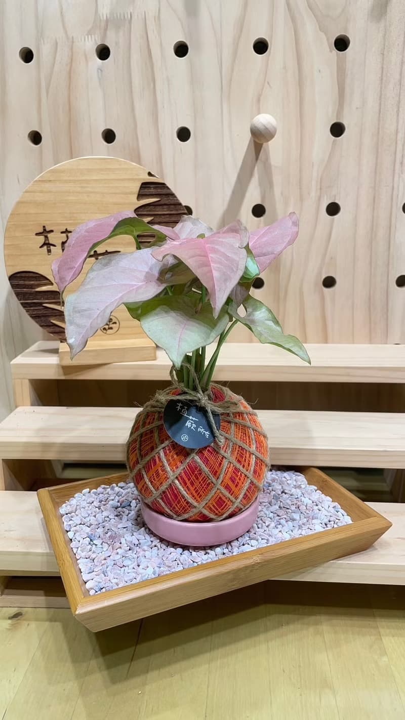 【植蕨所在】粉紅佳人合果芋 水苔球 室內植物 觀賞植物 開店送禮