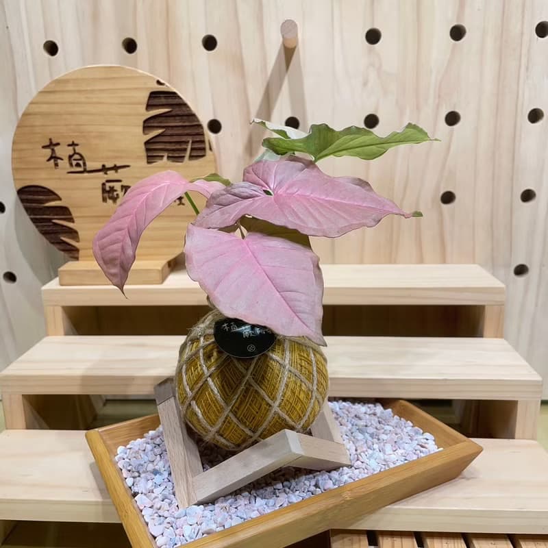 【植蕨所在】粉紅佳人合果芋 水苔球 室內植物 觀賞植物 開店送禮