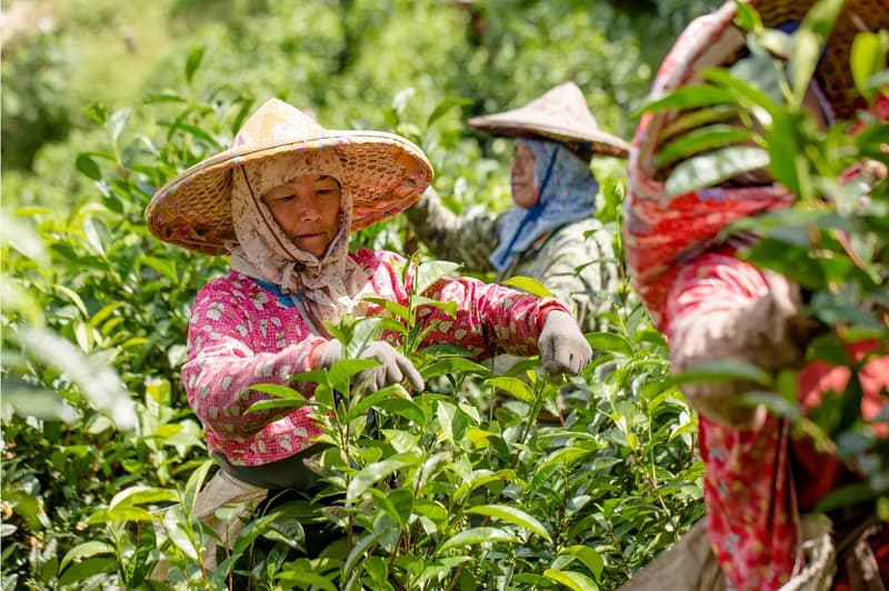 頂級老茶-台茶8號阿薩姆、台茶18號紅玉
