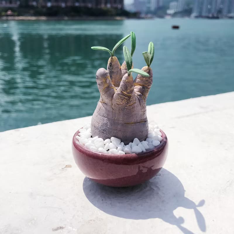 黏土多肉植物 — 象牙宮 Pachypodium rosulatum