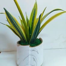 【絕美大理石】斑葉虎尾蘭特殊品種 送禮自用桌上型盆栽