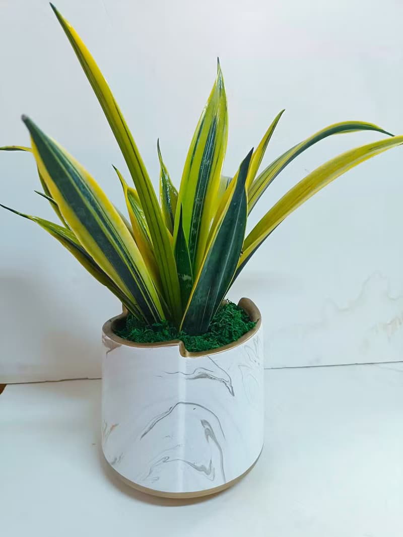 【絕美大理石】斑葉虎尾蘭特殊品種 送禮自用桌上型盆栽