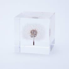 Sola cube 蒲公英立方塊_隨風而生