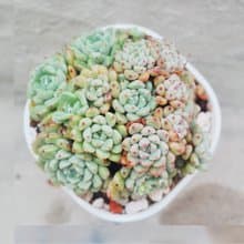 【荳荳多肉】【可愛泡泡】喬遷│送禮│升遷│多肉植物