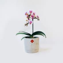 盆空間・春之舞者 蘭花  室內觀賞植物綠化花卉盆栽植栽 水泥盆 4