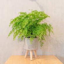 鐵線蕨水泥盆栽 落地盆栽 小高木腳水泥盆栽 開幕送禮 喬遷禮物
