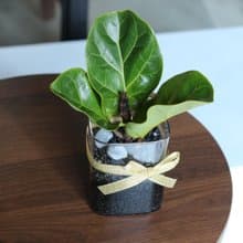 水培植栽│2024慶新年 琴葉榕_室內植物 辦公室盆栽 植栽盆栽