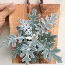 【銀葉菊】 交換禮物 聖誕禮物 聖誕節 聖誕植物 植物上板