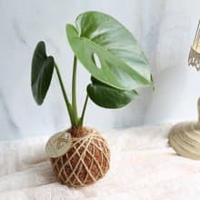 PD04龜背芋小苔球 / 室內植栽