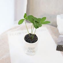 PD178幸運樹吸水盆栽 / 室內植物