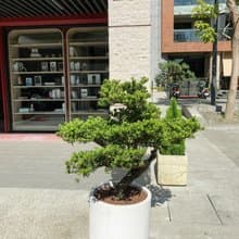 【商業空間綠化設計】咖啡廳室內外植栽 | 中式古典風格