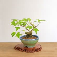 小品盆栽・日本宮樣楓・ミヤサマカエデ