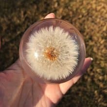 蒲公英禮物8cm樹脂球/帶燈座禮盒/治癒系禮物