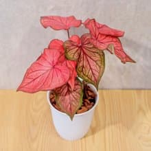沙漠落日 彩葉芋 日式塑陶盆 室內植物 觀葉植物 禮物 辦公室小物