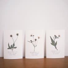 The Far Afield 香港小野花明信片 - 白花鬼針草